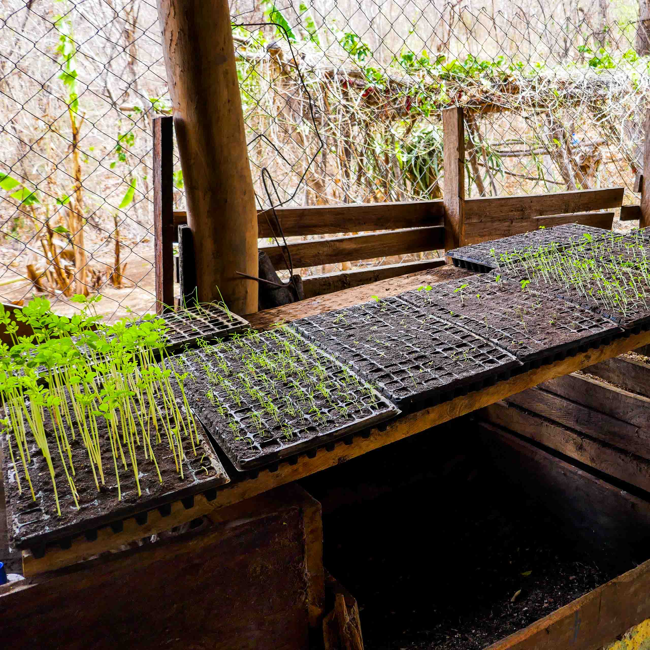 Casa Oro Group Casa-Oro-Group-Rancho-Regeneracion-Regeneration-San-Juan-del-Sur-Nicaragua-Community-Eco-Tourism-Garden-Organic-Seedling-Compost-2 Rancho Regeneration 