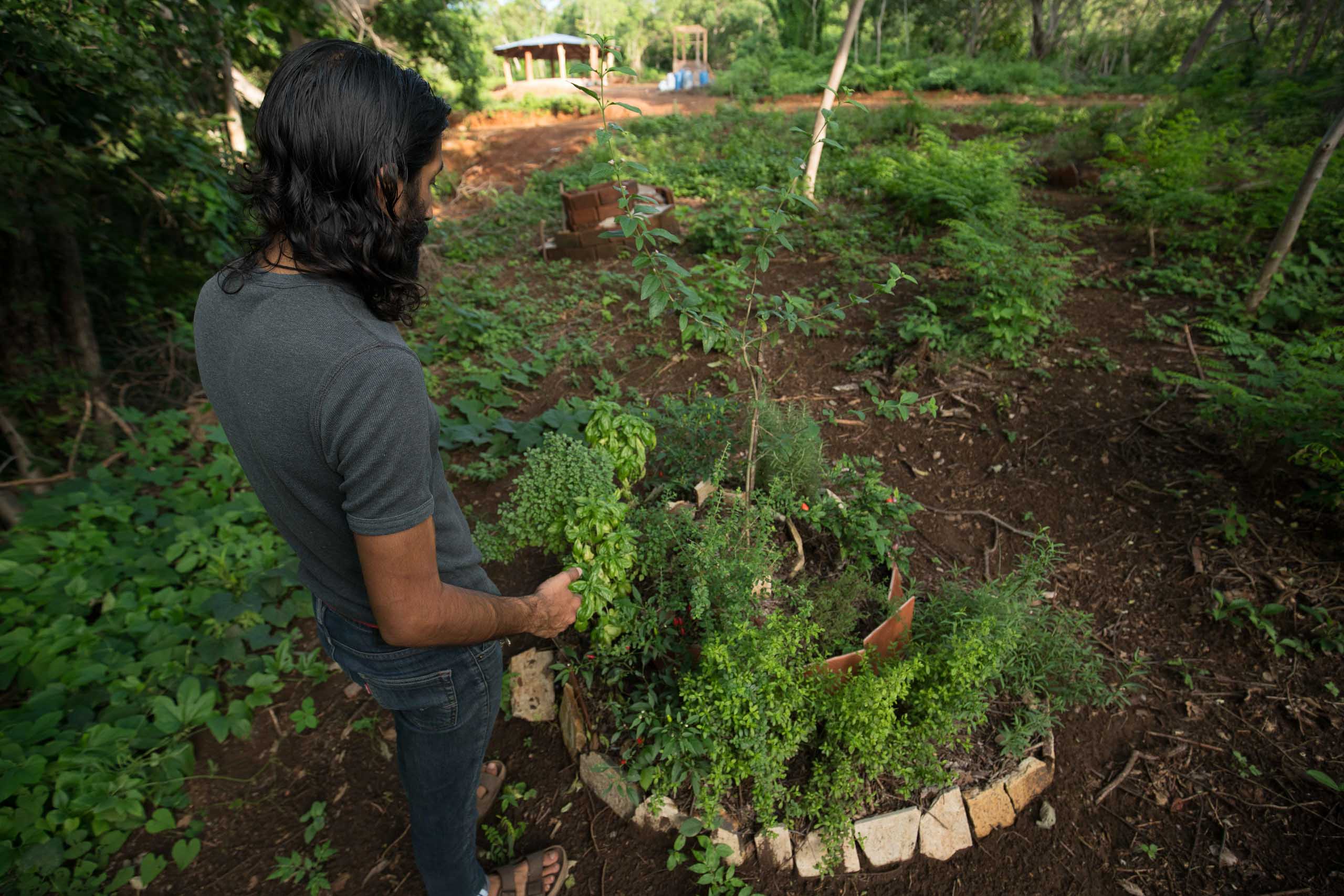 Casa Oro Group Casa-Oro-Group-Rancho-Regeneracion-Regeneration-San-Juan-del-Sur-Nicaragua-Community-Eco-Tourism-Organic-Garden-Herbs-Natural-Permaculture Casa Oro Group Casa-Oro-Group-Rancho-Regeneracion-Regeneration-San-Juan-del-Sur-Nicaragua-Community-Eco-Tourism-Organic-Garden-Herbs-Natural-Permaculture About